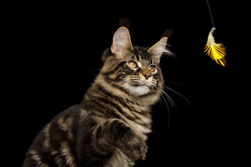 Portrait of Maine Coon Cat Raising up paw, catch the toy, isolated on black background