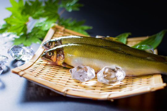 日本の川魚の鮎