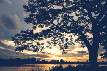tree silhouette at sunset next river lake