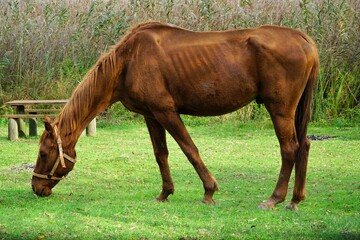 View of a horse on the shore of Poyrazlar Lake in Sakarya, Turkey.