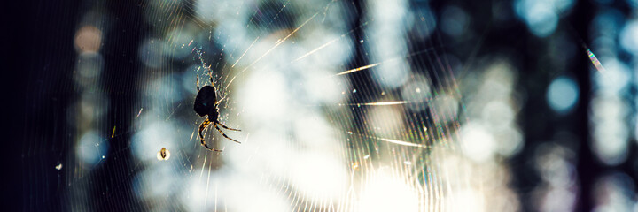 spider on web summer time close up panorama