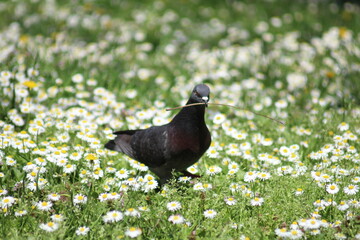 The pidgeon standing still in the grass