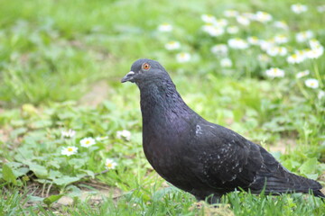 The pidgeon standing still in the grass