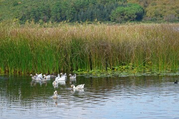 Ducks on Lake Sapanca in Sakarya, Turkey.