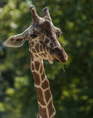 Tête de girafe à Saint-Aignan, Loir-et-Cher, France