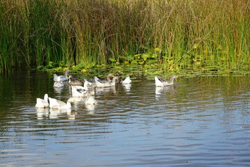 Ducks on Lake Sapanca in Sakarya, Turkey.