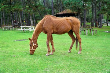 Fototapeta premium View of a horse on the shore of Poyrazlar Lake in Sakarya, Turkey.