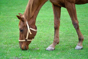 Obraz premium View of a horse on the shore of Poyrazlar Lake in Sakarya, Turkey.