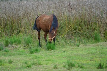 View of a horse on the shore of Poyrazlar Lake in Sakarya, Turkey.