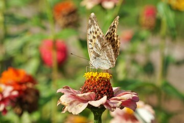 View of colorful flowers with butterfly in Poyrazlar public park in Sakarya, Turkey.