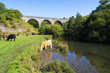Cattle grazing on the banks of the River Wye in Monsal Dale with Monsal Headstone viaduct in the...