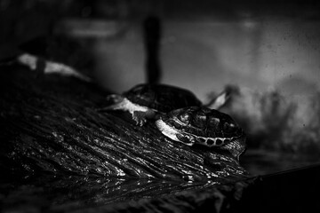 Tortuga en byn