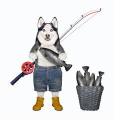 A dog husky fisherman with a fishing rod near a basket of fish. White background. Isolated.