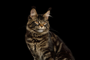 Close-up Portrait of Maine Coon cat isolated on black background, side view