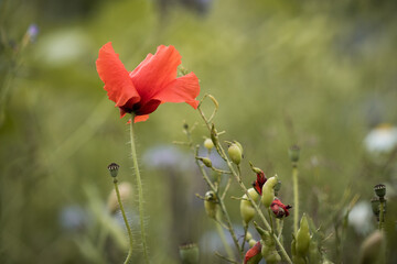 Obraz premium flowers