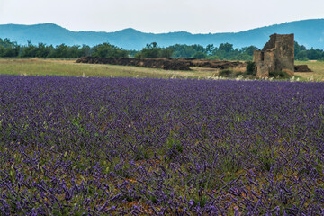 Obraz premium Champ de lavande à Valensole, Provence, France