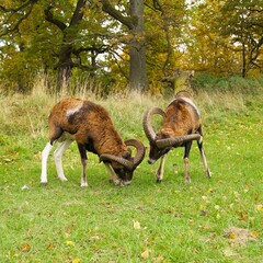 two mouflon rams are about to fight for food on the green meadow on the background of trees