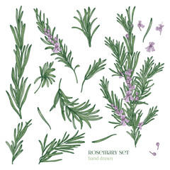 Fototapeta premium Collection of elegant drawings of rosemary plants with flowers isolated on white background. Fragrant herb hand drawn in retro style. View from different angles. Botanical vector illustration.