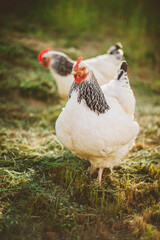 Two Light Sussex chickens free ranging on farm in late afternoon light