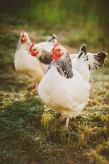 Two Light Sussex chickens free ranging on farm in late afternoon light