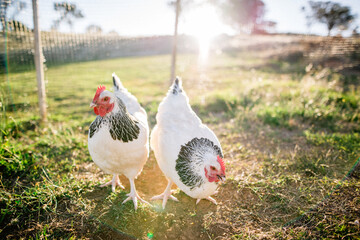 Two Light Sussex chickens free ranging on farm in late afternoon light