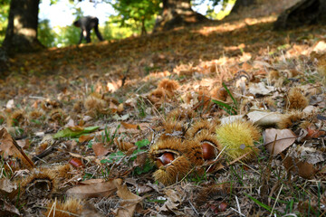 Autumn, centuries-old chestnut forest in the Tuscan mountains. Time for the chestnut harvest. Close up of chestnuts and hedgehogs on the ground. Shot from below. Typical fresh autumn fruits.