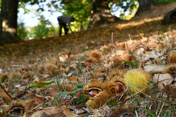 Autumn, centuries-old chestnut forest in the Tuscan mountains. Time for the chestnut harvest. Close up of chestnuts and hedgehogs on the ground. Shot from below. Typical fresh autumn fruits.