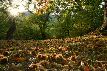 Autumn. Chestnut forest in the Tuscan mountains. Hedgehogs and chestnuts fall to the ground. Time for the chestnuts harvest. shot from below.