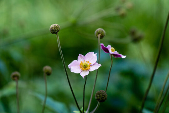 Blooming japonese thimbleweed in a garden