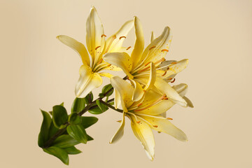 Fototapeta na wymiar Yellow lily flower isolated on beige background.
