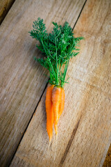 Fresh carrots sitting on timber in vegetable garden, three