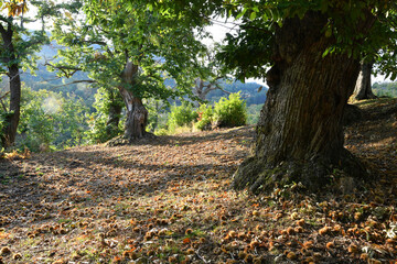 Secular chestnut forest in the mountains in Tuscany in October. time of the chestnut harvest. Italy
