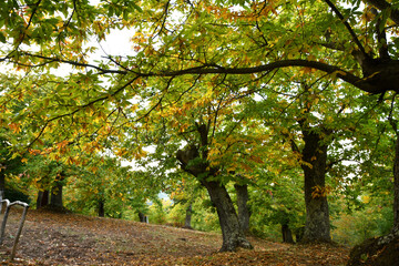yellow leaves on chestnut trees. Autumn season, chestnuts harvets time.