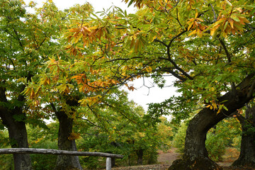 yellow leaves on chestnut trees. Autumn season, chestnuts harvets time.