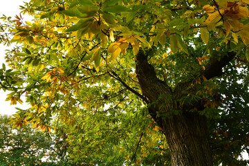 yellow leaves on chestnut trees. Autumn season, chestnuts harvets time.