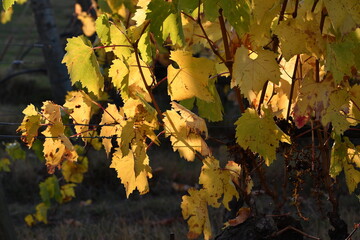 Autumn season, yellow vine leaves on the rows of Chianti vineyards near Greve in Chianti, Florence. Italy