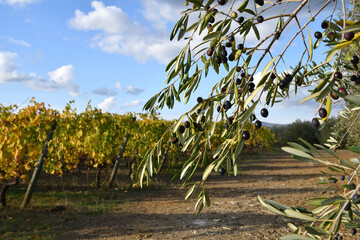 Tuscan countryside Chianti aera. Olives on the branches before harvesting in the autumn season with colorful vines in the background, Italy.
