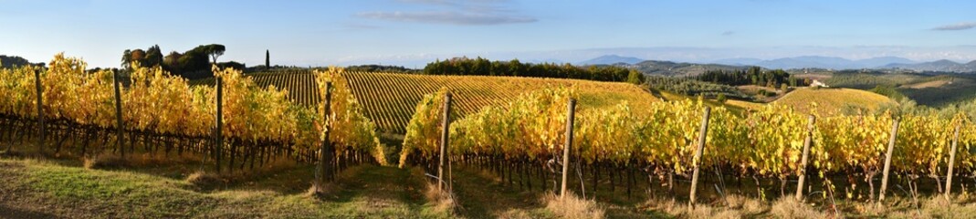 Chianti vineyards turn yellow in autumn. Panoramic view of beautiful rows of vineyards and blue sky in the Chianti area near San Casciano in Val di Pesa. Italy