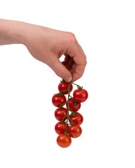 Caucasian male holding a vine full of fresh ripe red cherry tomatoes. Close up studio shot, isolated on white background.
