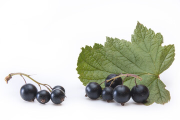 freshly harvested dark currant on white background