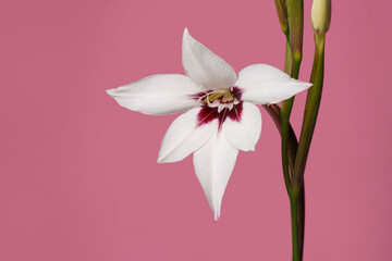Elegant white gladiolus flower with burgundy center isolated on pink background.