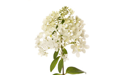 Fototapeta na wymiar White hydrangea flowers isolated on white background.