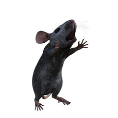 black rat