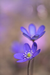 Fototapeta na wymiar Blue common hepatica flowers (Hepatica nobilis).
