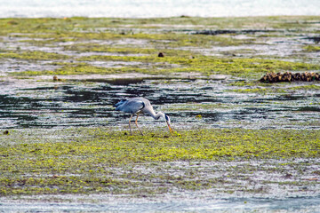 heron walking in the swamps