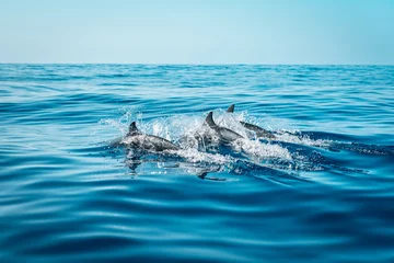 Fotobehang Three dolphins in the seawater under the clear blue sky in Madeira, Portugal © Florian Sngr/Wirestock