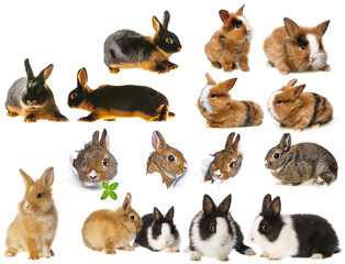 rabbits - set , collection