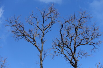 Cloudless blue sky and leafless branches of black locust in February