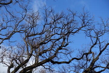 Obraz premium Naked branches of black locust against blue sky in February