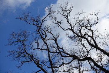 Sky and leafless branches of black locust in February